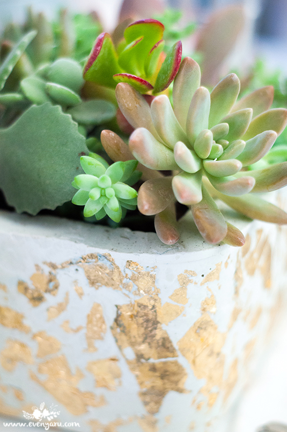 DIY white cement & gold leaf planters | www.evenyaru.com